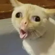 ysh