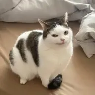 NekoAfterDark