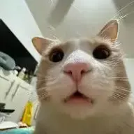 dasvedanya