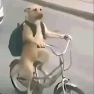 hatdogkaba123