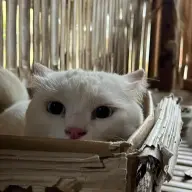 matai