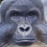 mamamogren
