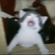 zeusLEBRON