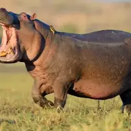 HIPPO