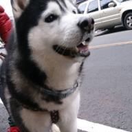 akila