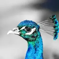 ChrisPeacock