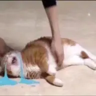 nsboi_