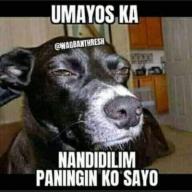 pektongkalabit