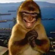 Bisayangginger