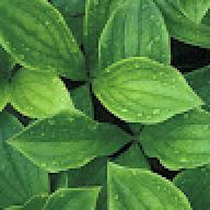 greenplantzgaming
