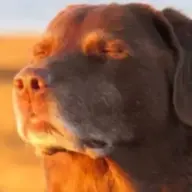 zarksburger