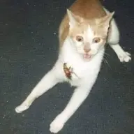 SULASOK69