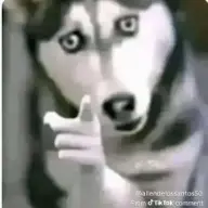 tocilogg