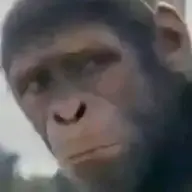 ongkaks