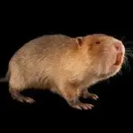 Bamboorat321