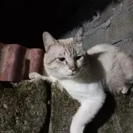 higadpating