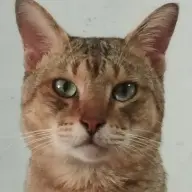 lilfaburito11