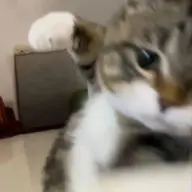 gatdog