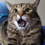 bhksia
