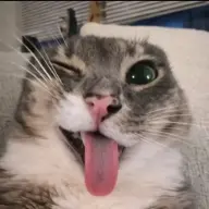 dwinconz