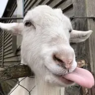 mimihornnyy12