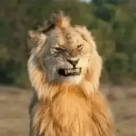 araee