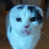 BalongaBomb