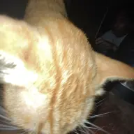 Hesoyammmmmm