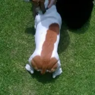 ngawww