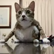 amjrliexlee