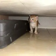 Zecking
