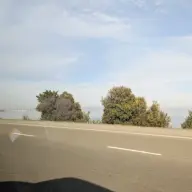 theonlyalligator