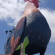 Targaryan