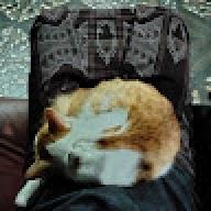 canibalcat