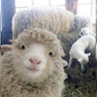 Sheepsalt