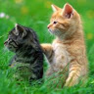 littlecat8787