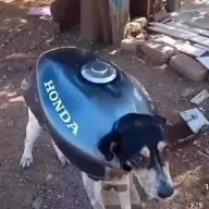 MOA