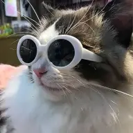 zekekekekeke