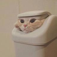 Trashcatmeow
