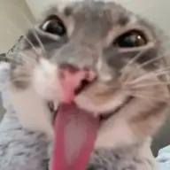 nottheowlonetwo