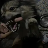 owowow