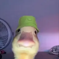 pinpindesarapen