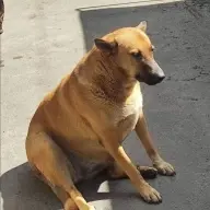 bangbangbog