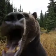 rozerook