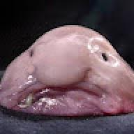dingdongbilitayokush123