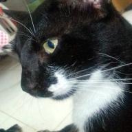 meeow