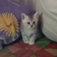 Kinoooooo