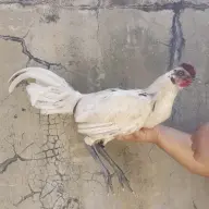 MeongSkee