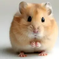 XhamsterX