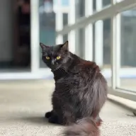 CatmeowZ